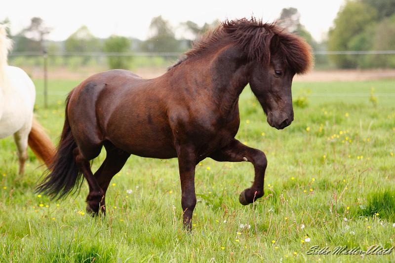 Alvar Deckherde d.jpg - Alvar fra Stora-Hofi